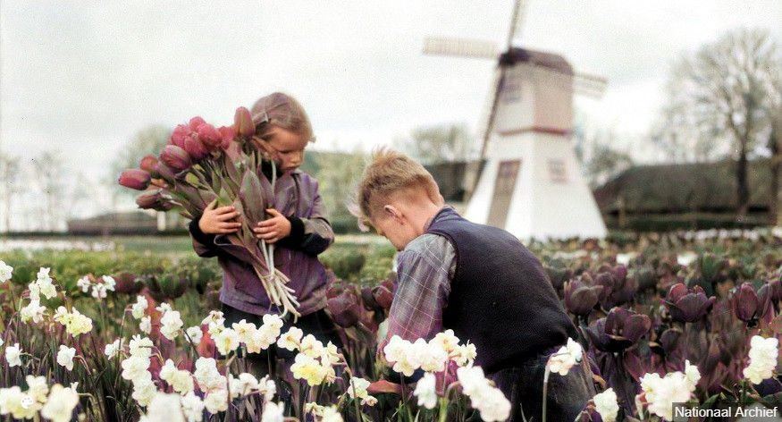 Windmills, Tulips and Wooden Shoes: Researching Dutch Surnames