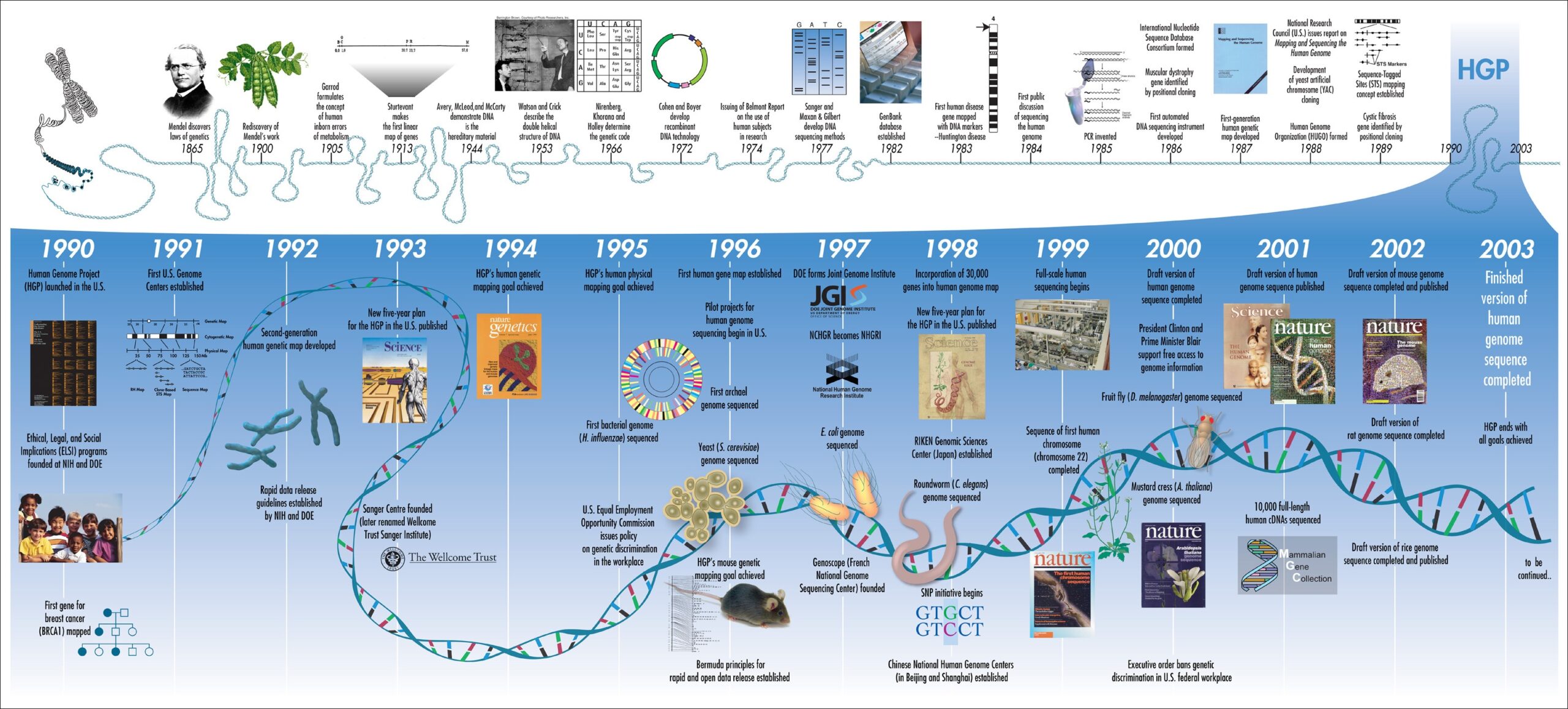 The Human Genome Project Timeline contains major milestones in genetic research from 1865 to 2003 [Credit: Human Genome Project Timeline]
