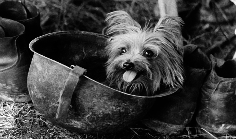 Pets That Changed History