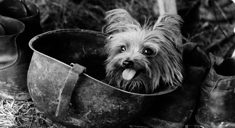 Pets That Changed History