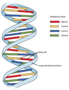 The Power of DNA: From the Human Genome Project to Precision Medicine ...