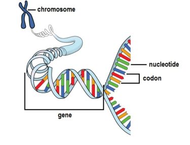 DNA Basics Chapter 3: DNA Expression - MyHeritage Blog