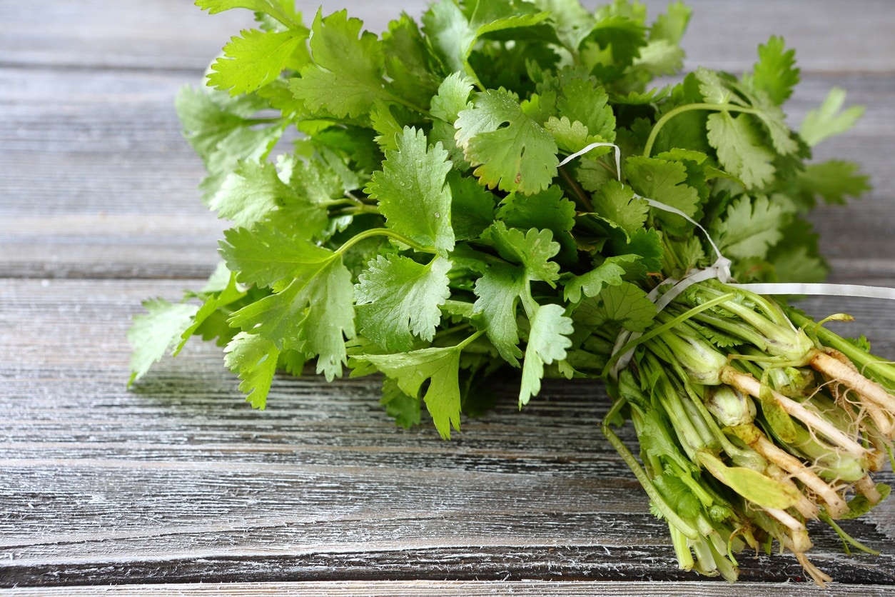 Can’t Stand Cilantro? Your Genes Might Be to Blame