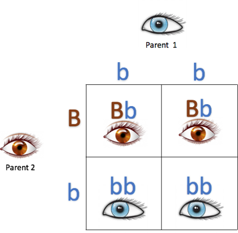 Punnett square showing the possible genotypes and phenotypes a person can inherit from a blue-eyed parent and a heterozygous brown-eyed parent.