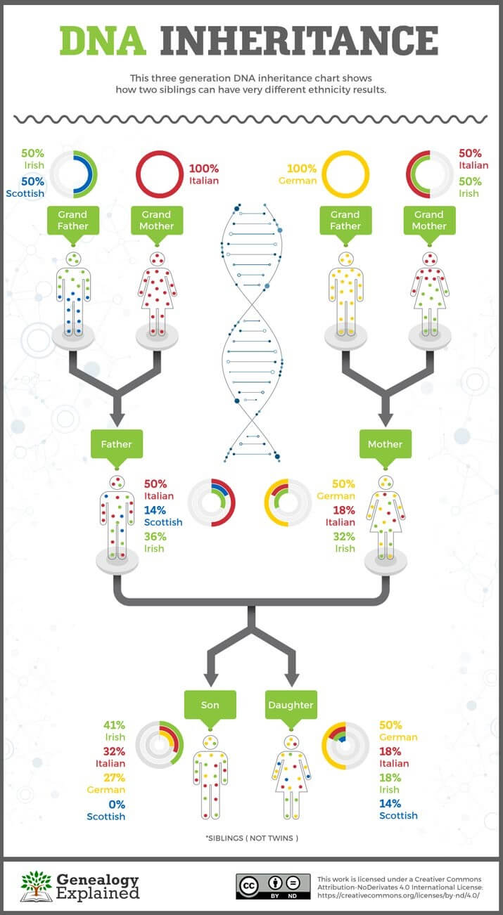 Søsken og DNA-arv - et eksempel