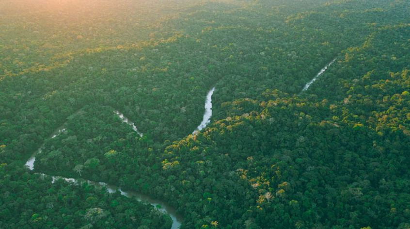 View of the Amazon rainforest from the team's helicopter trip