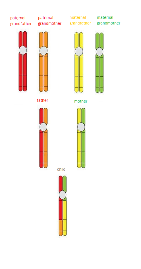 Schematic representation of chromosome recombination